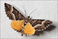 Chrysolarentia lucidulata