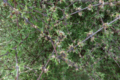 Olearia bullata