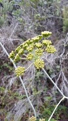 Lichtensteinia latifolia