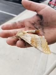 Pachysphinx occidentalis