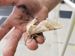 Pachysphinx occidentalis