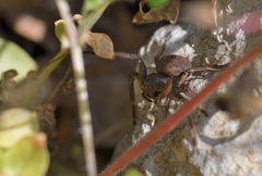 Bassaniodes bufo