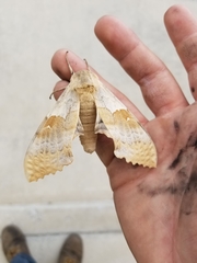 Pachysphinx occidentalis