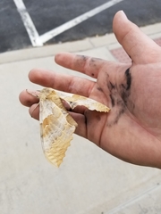 Pachysphinx occidentalis