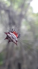 Gasteracantha sanguinolenta