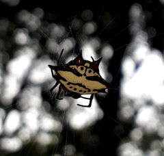 Gasteracantha sanguinolenta