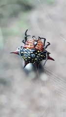 Gasteracantha sanguinolenta