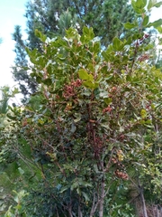 Weinmannia