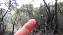 Gasteracantha sanguinolenta