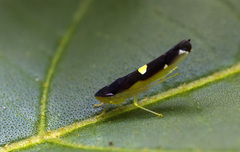 Cicadellidae