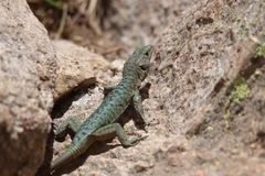 Archaeolacerta bedriagae