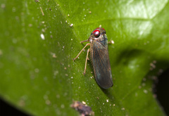 Cicadellidae