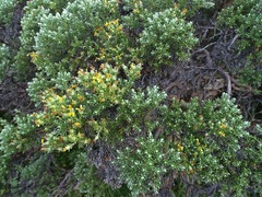 Brachyglottis cassinioides