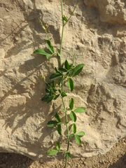 Medicago sativa