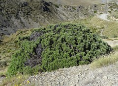 Brachyglottis cassinioides