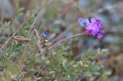 Oxytropis lapponica