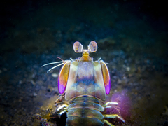 Odontodactylus latirostris