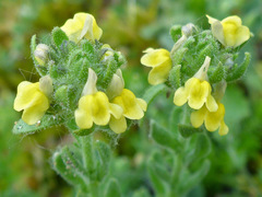 Linaria arenaria
