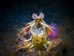 Odontodactylus latirostris