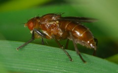 Sciomyza dryomyzina