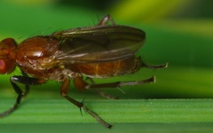Sciomyza dryomyzina