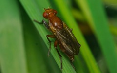 Sciomyza dryomyzina