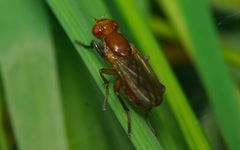 Sciomyza dryomyzina