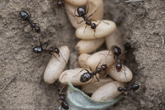 Formica neogagates