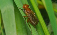 Sciomyza dryomyzina
