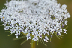 Seseli condensatum