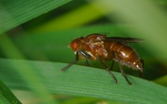 Sciomyza dryomyzina