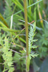 Seseli condensatum