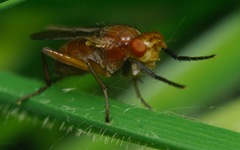 Sciomyza dryomyzina