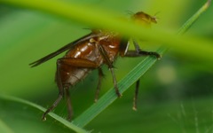 Sciomyza dryomyzina