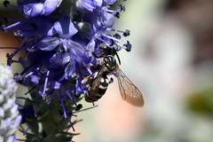 Triepeolus subnitens