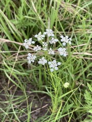 Bifora