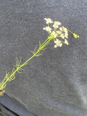 Bifora