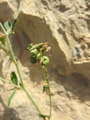 Medicago sativa