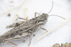 Psoloessa delicatula