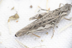 Psoloessa delicatula