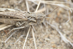 Psoloessa delicatula