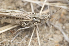 Psoloessa delicatula