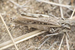 Psoloessa delicatula