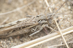 Psoloessa delicatula