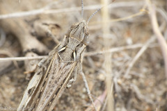 Psoloessa delicatula