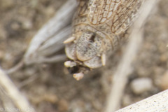 Psoloessa delicatula