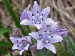 Scilla verna