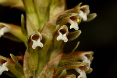 Microchilus