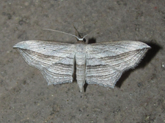 Arcobara multilineata