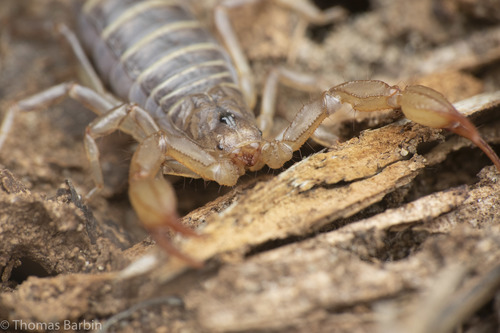 Northern Scorpion
